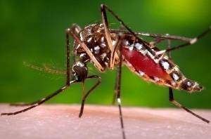 Zika Virus Information